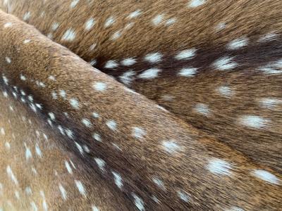 AXIS DEER SKINS